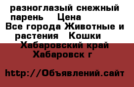 разноглазый снежный парень. › Цена ­ 10 000 - Все города Животные и растения » Кошки   . Хабаровский край,Хабаровск г.